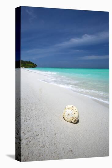 Shell on Tropical Beach, Maldives, Indian Ocean, Asia-Sakis Papadopoulos-Premier Image Canvas