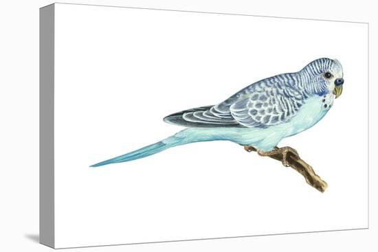 Shell Parakeet (Melopsittacus Undulatus), Birds-Encyclopaedia Britannica-Stretched Canvas