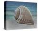 Shell Ray Soaking-Marcus Prime-Stretched Canvas