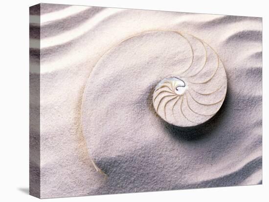 Shell Spiraling into Wavy Sand Pattern-null-Premier Image Canvas