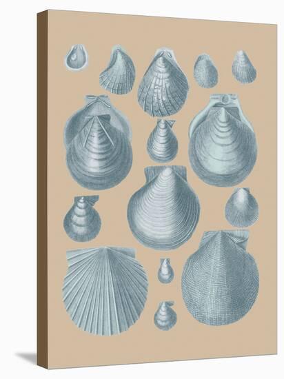 Shell Study II-A^ Poiteau-Stretched Canvas