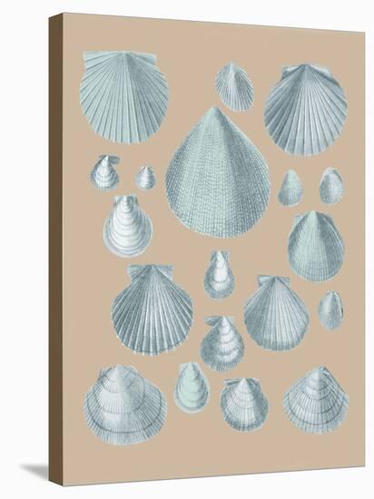 Shell Study III-A^ Poiteau-Stretched Canvas