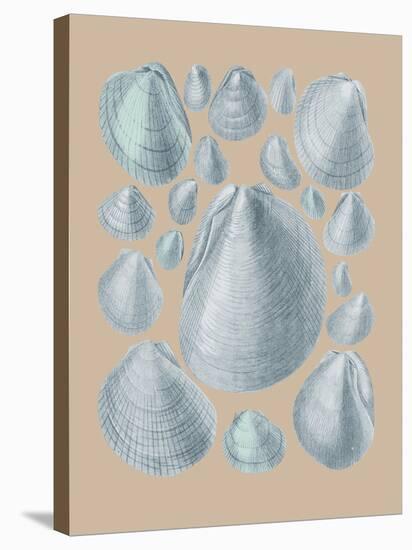 Shell Study IV-A^ Poiteau-Stretched Canvas