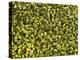 Shelled Pistachios-Karl Newedel-Premier Image Canvas