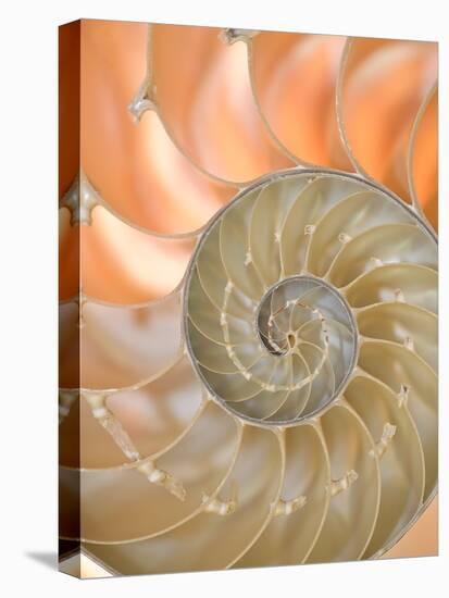 Shells 4-Doug Chinnery-Premier Image Canvas