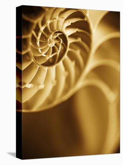 Shells 5-Doug Chinnery-Premier Image Canvas