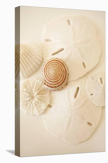 Shells and Dollars-Karyn Millet-Premier Image Canvas