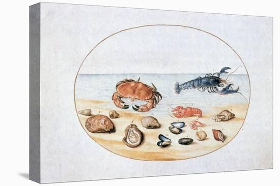 Shells and Shellfish, 16th Century-Joris Hoefnagel-Premier Image Canvas