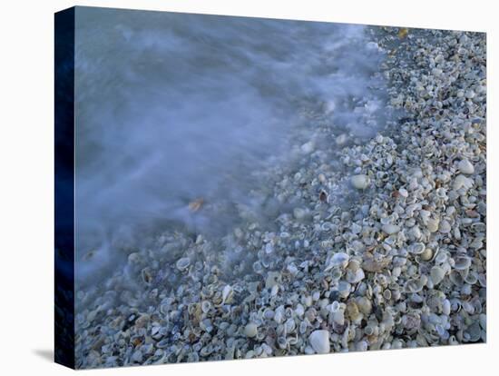 Shells at Beach, Sanibel Island, Florida-Rolf Nussbaumer-Premier Image Canvas