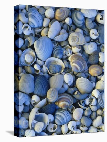 Shells of Freshwater Snails and Clams on Shore of Bear Lake, Utah, USA-Scott T^ Smith-Premier Image Canvas