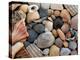 Shells on Edisto Beach, Edisto Beach State Park, South Carolina, USA-Scott T. Smith-Premier Image Canvas