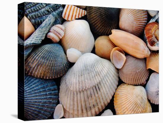 Shells on Edisto Beach, Edisto Beach State Park, South Carolina, USA-Scott T. Smith-Premier Image Canvas