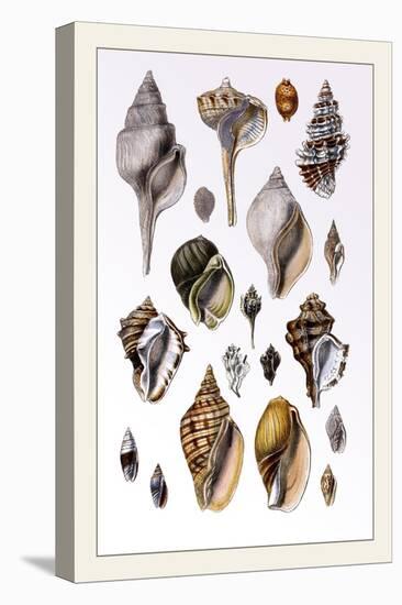 Shells: Sessile Cirripedes-G.b. Sowerby-Stretched Canvas