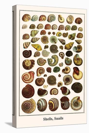 Shells, Snails-Albertus Seba-Stretched Canvas