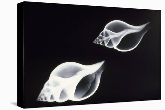 Shells X-Ray-null-Premier Image Canvas