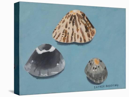 Shells-Sophie Harding-Premier Image Canvas
