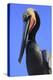 Shelter Island, San Diego, California. Pelican Portrait.-Jolly Sienda-Premier Image Canvas