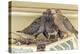Sheltered Nesting Space and Mourning Dove Family Atop a Security Light-Michael Qualls-Premier Image Canvas