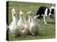 Shep, a Two-Year Old Border Collie, Herds Ducks-null-Premier Image Canvas