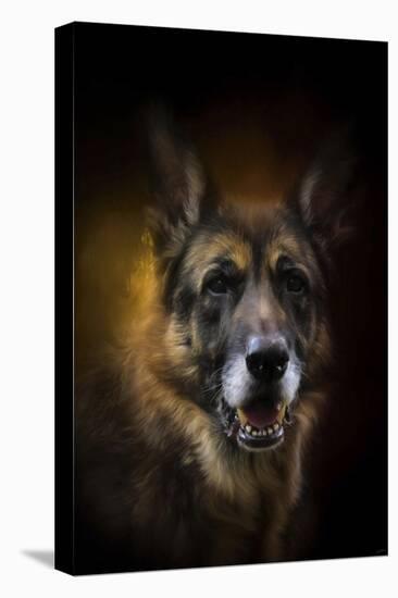 Shepherd Glow-Jai Johnson-Premier Image Canvas