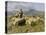 Shepherd of the Pyrenees, 1888-Rosa Bonheur-Premier Image Canvas