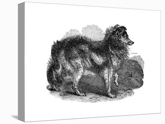 Shepherd's Dog, 1848-null-Premier Image Canvas