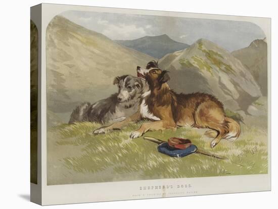 Shepherd's Dogs-F. Tayler-Premier Image Canvas