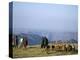 Shepherds at Geech Camp, Simien Mountains National Park, Unesco World Heritage Site, Ethiopia-David Poole-Premier Image Canvas