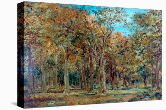 Sherwood Forest-Richard Sebastian Bond-Premier Image Canvas