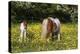 Shetland Pony 018-Bob Langrish-Premier Image Canvas