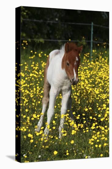 Shetland Pony 019-Bob Langrish-Premier Image Canvas