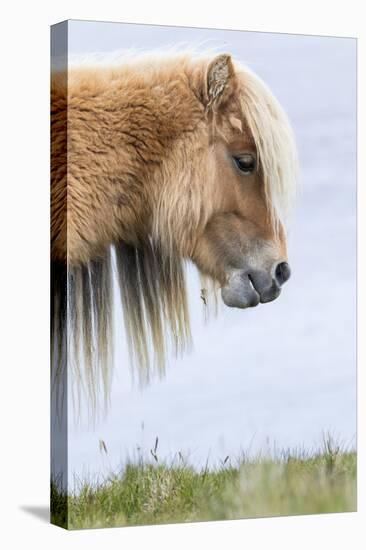 Shetland Pony on the Island of Foula, Part of the Shetland Islands in Scotland-Martin Zwick-Premier Image Canvas