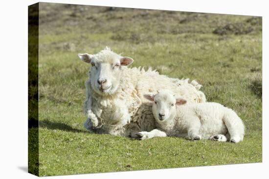 Shetland Sheep at the Cliffs of the Hermaness Nature Reserve, Unst, Shetland Islands, Scotland-Martin Zwick-Premier Image Canvas