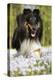 Shetland sheepdog running, Connecticut, USA-Lynn M. Stone-Premier Image Canvas