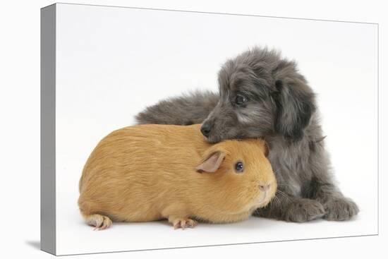 Shetland Sheepdog X Poodle Puppy, 7 Weeks, with Guinea Pig-Mark Taylor-Premier Image Canvas