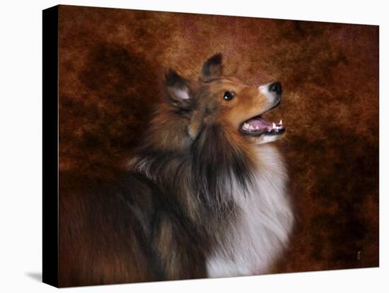 Shetland Sheepdog-Jai Johnson-Premier Image Canvas