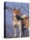 Shiba Inu Portrait-Adriano Bacchella-Premier Image Canvas