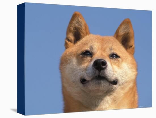 Shiba Inu Portrait-Adriano Bacchella-Premier Image Canvas