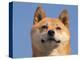 Shiba Inu Portrait-Adriano Bacchella-Premier Image Canvas