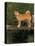 Shiba Inu Standing on a Bridge-Adriano Bacchella-Premier Image Canvas