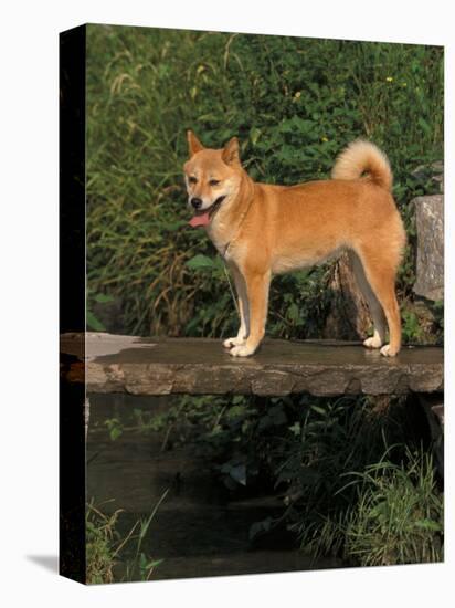 Shiba Inu Standing on a Bridge-Adriano Bacchella-Premier Image Canvas