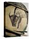 Shield cover painted with an image of a bison, Native American, Plains Indian-Werner Forman-Premier Image Canvas