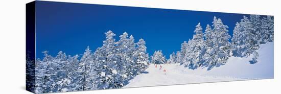 Shiga Kogen Nagano Japan-null-Stretched Canvas