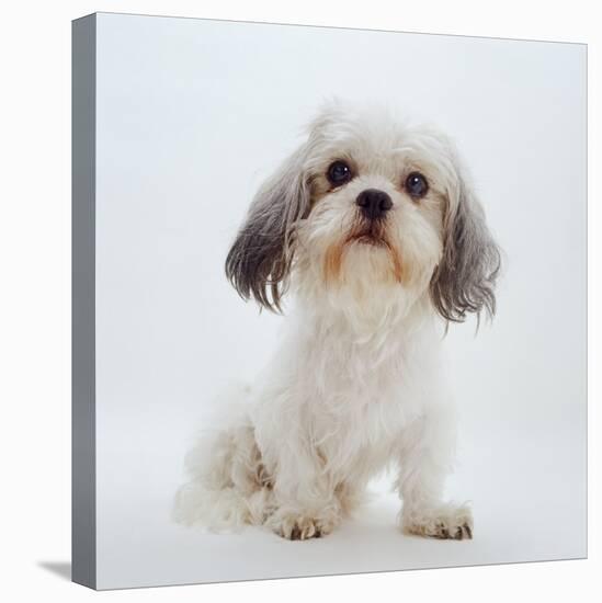 Shih Tzu Bitch Sitting Down-Jane Burton-Premier Image Canvas