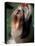 Shih Tzu Looking Up-Adriano Bacchella-Premier Image Canvas