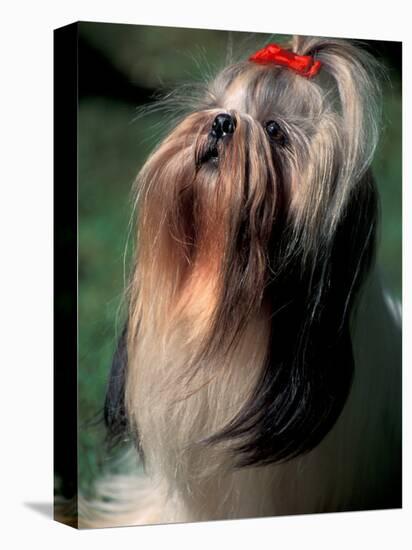 Shih Tzu Looking Up-Adriano Bacchella-Premier Image Canvas