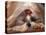 Shih Tzu Lying Down with Hair Tied Up-Adriano Bacchella-Premier Image Canvas