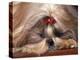 Shih Tzu Lying Down with Hair Tied Up-Adriano Bacchella-Premier Image Canvas