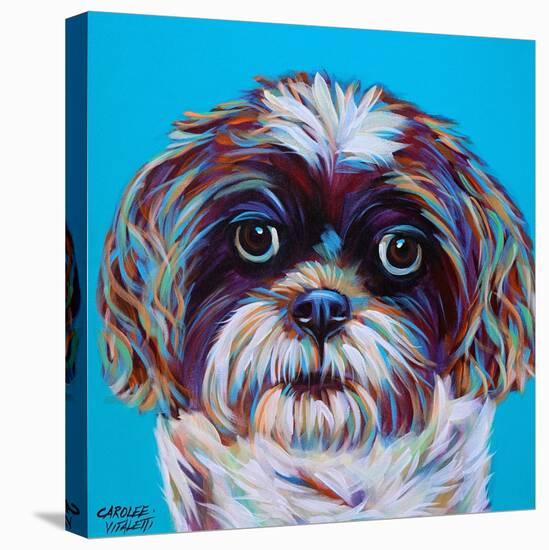 Shih Tzu on Blue-Carolee Vitaletti-Stretched Canvas