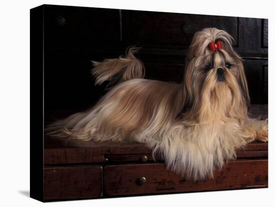Shih Tzu Portrait with Hair Tied Up, Lying on Drawers-Adriano Bacchella-Premier Image Canvas